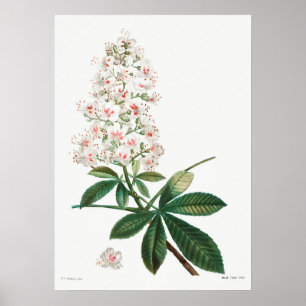 Vintage Botanical Illustration Poster