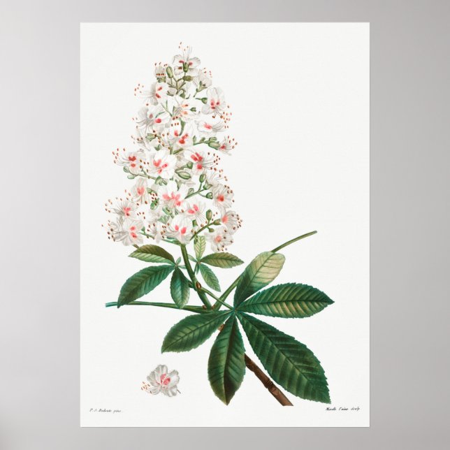 Vintage Botanical Illustration Poster (Front)