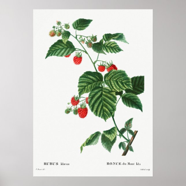 Vintage Botanical Illustration Poster (Front)