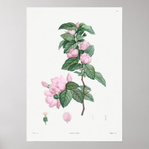 Vintage Botanical Illustration Poster