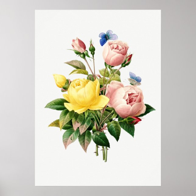Vintage Botanical Illustration Poster (Front)