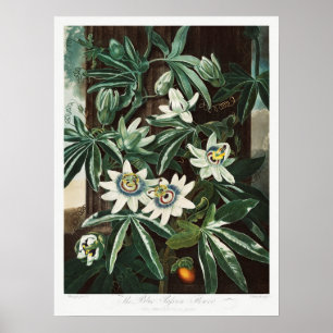 Vintage Botanical Illustration Poster