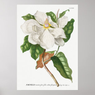 Vintage Botanical Illustration Poster