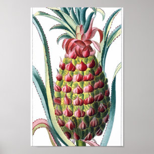 Vintage Botanical Illustration Poster