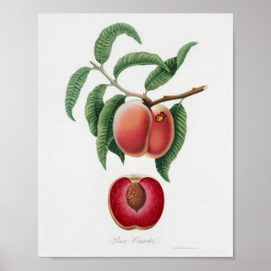 Vintage Botanical Illustration Poster