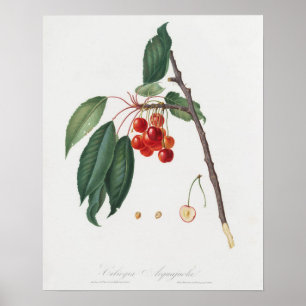 Vintage Botanical Illustration Poster