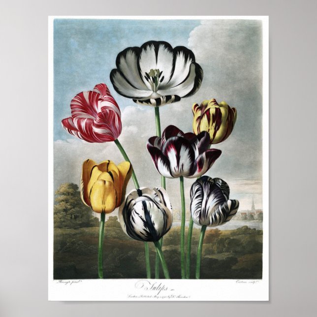 Vintage Botanical Illustration Poster (Front)