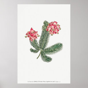 Vintage Botanical Illustration Poster