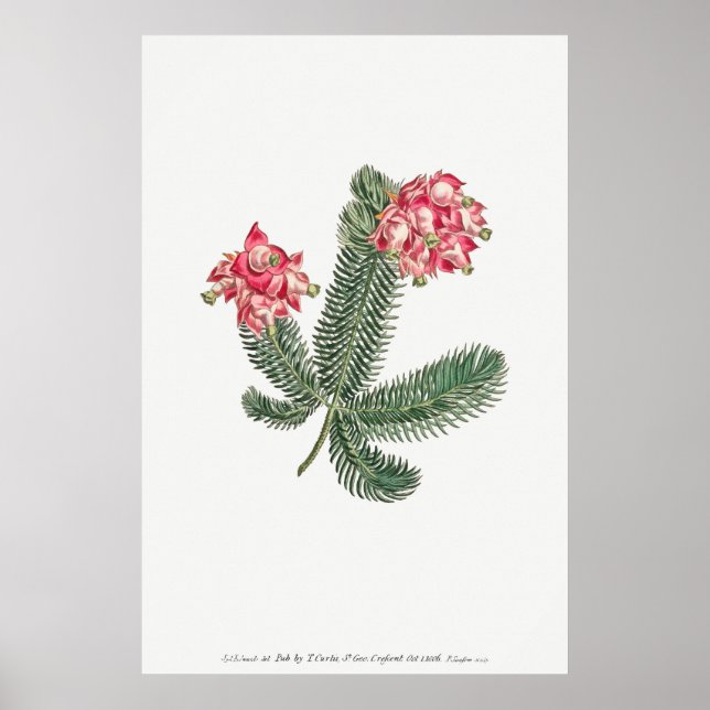 Vintage Botanical Illustration Poster (Front)