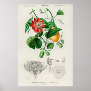 Vintage Botanical Illustration Poster