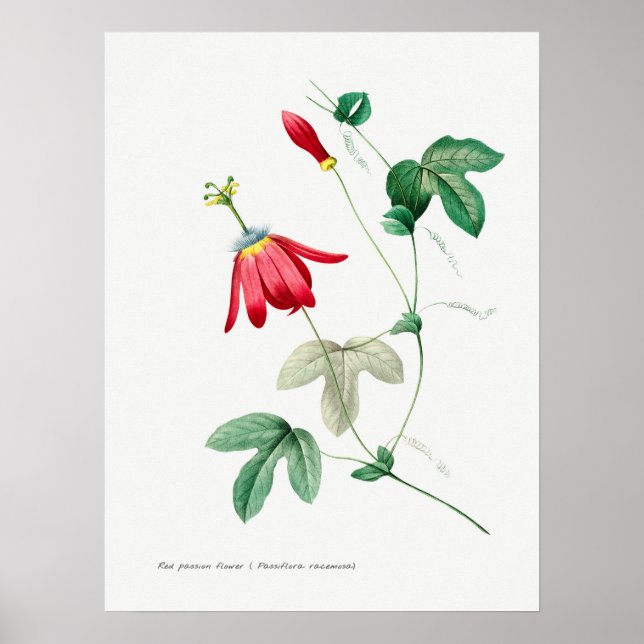 Vintage Botanical Illustration Poster (Front)