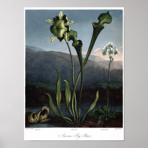 Vintage Botanical Illustration Poster
