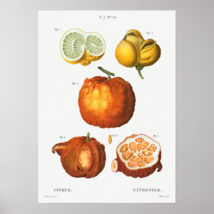 Vintage Botanical Illustration Poster