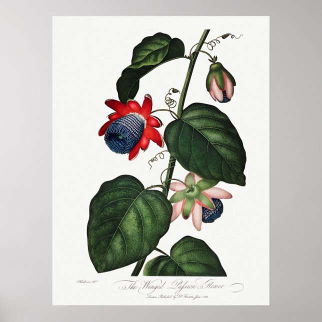 Vintage Botanical Illustration Poster (Front)