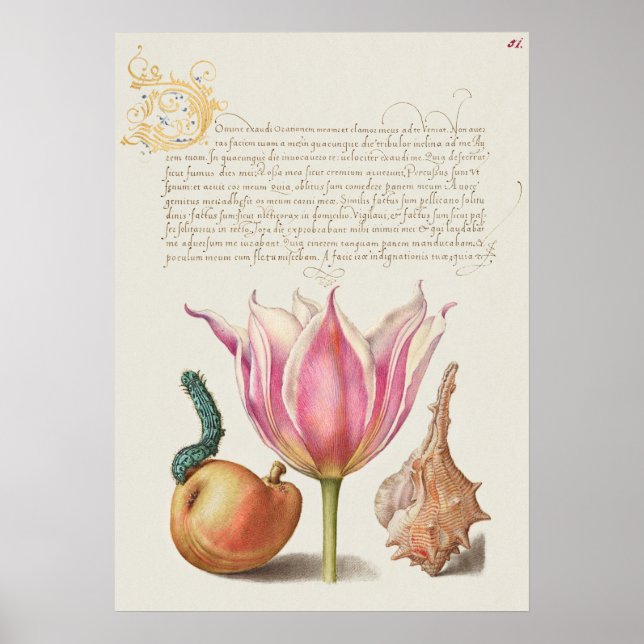 Vintage Botanical Illustration Poster (Front)