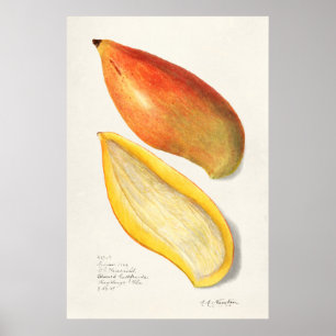 Vintage Botanical Illustration Poster