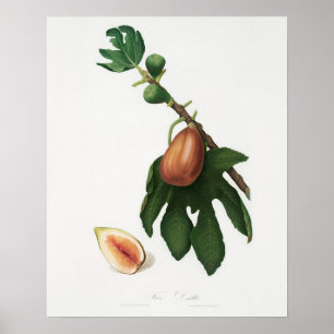 Vintage Botanical Illustration Poster