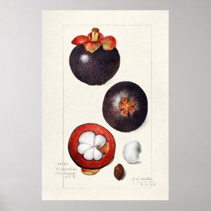Vintage Botanical Illustration Poster