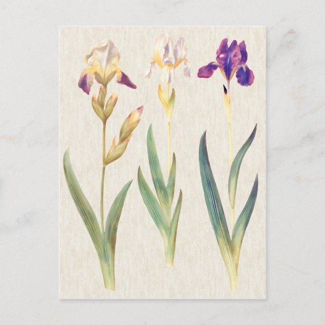 Vintage Botanical Iris Illustration Postcard (Front)