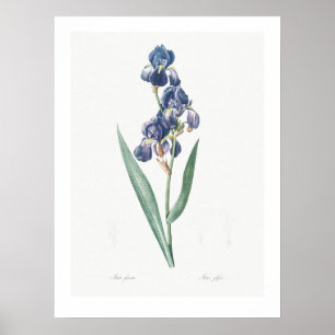 VINTAGE BOTANICAL "IRIS" REDOUTÉ POSTER