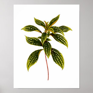 Vintage Botanical Leaf Print