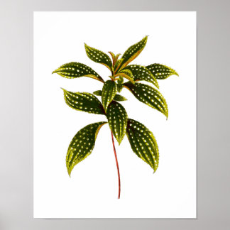 Vintage Botanical Leaf Print