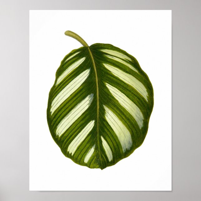 Vintage Botanical Leaf Print (Front)