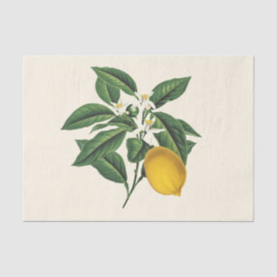 Vintage Botanical Lemon Fruit Blossom  Tissue Paper