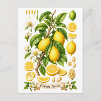 Vintage Botanical Lemon Illustration Postcard