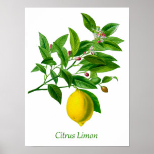 Vintage Botanical Lemon Illustration  Poster
