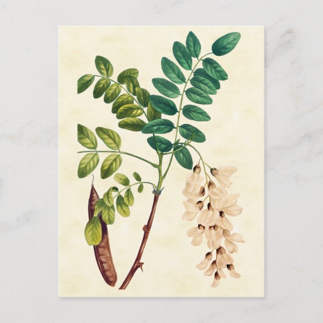 Vintage Botanical Locust Tree Illustration Postcard (Front)