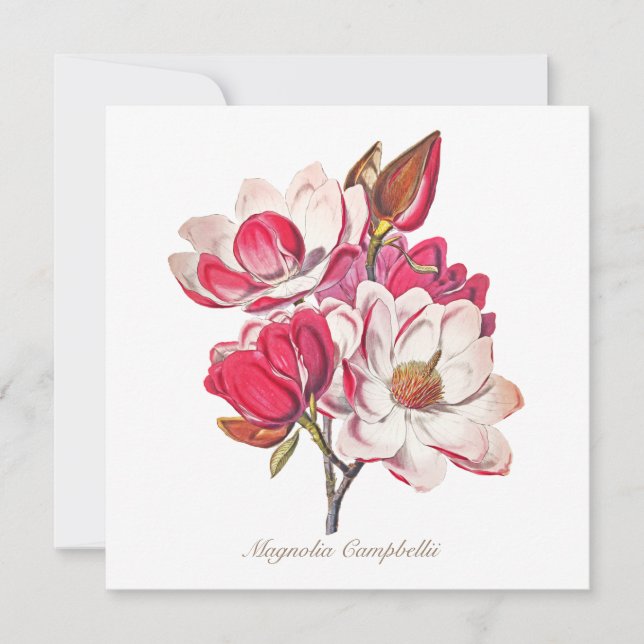 Vintage Botanical Magnolia Pink White Flowers (Front)