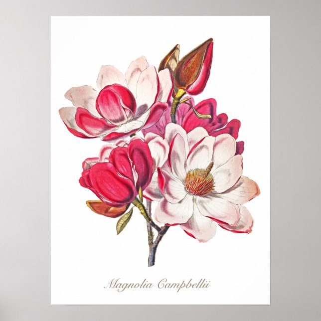 Vintage Botanical Magnolia Pink White Flowers Poster (Front)