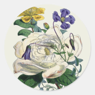 Vintage Botanical Magnolia Print - Sticker