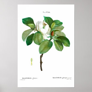 VINTAGE BOTANICAL "MAGNOLIA" REDOUTÉ POSTER