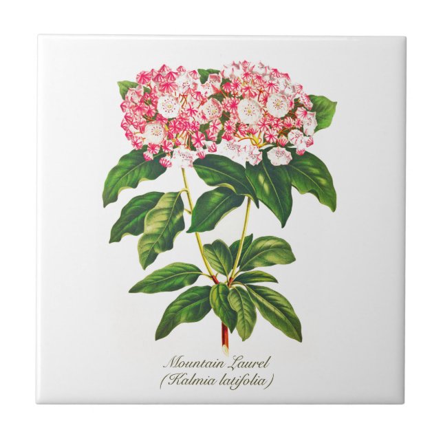 Vintage Botanical Mountain Laurel Flower  Ceramic Tile (Front)