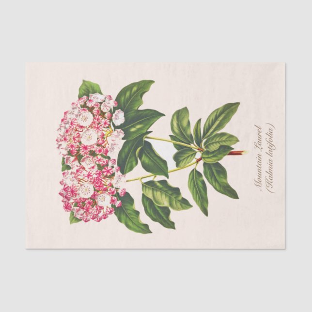 Vintage Botanical Mountain Laurel Flower Decoupage Tissue Paper (Front)