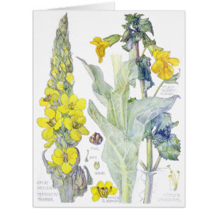Vintage Botanical Mullein Wildflower Flowers Card