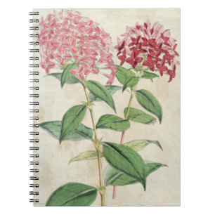 Vintage Botanical New Hybrid Bouvardias Notebook