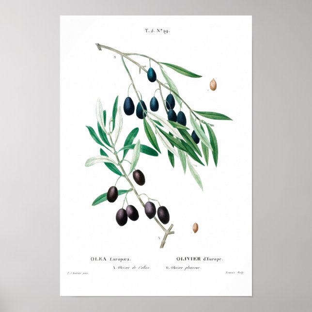 VINTAGE BOTANICAL "OLIVE" REDOUTÉ POSTER (Front)