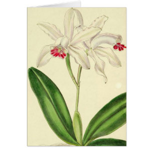 Vintage Botanical Orchids Card