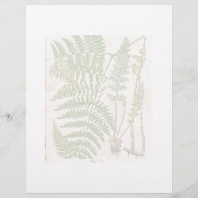 Vintage Botanical Page - Fern (Front)
