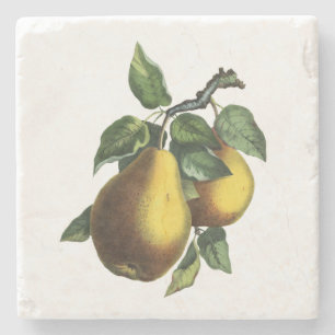 Vintage Botanical Pear Stone Coaster
