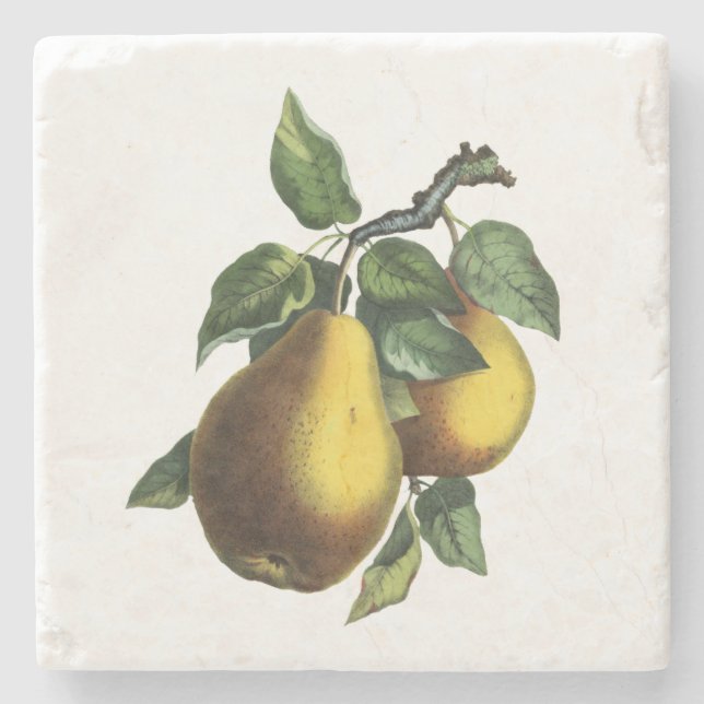 Vintage Botanical Pear Stone Coaster (Front)