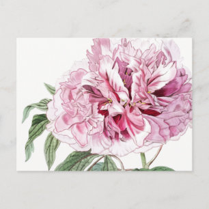 VINTAGE BOTANICAL PINK PEONY POSTCARD