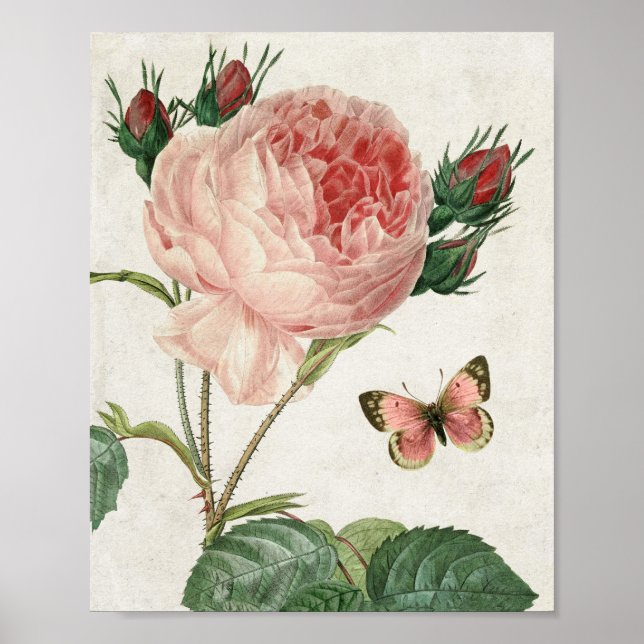 Vintage Botanical Pink Rose and Butterfly Poster (Front)