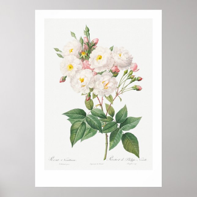 VINTAGE BOTANICAL PINK ROSE ILLUSTRATION  POSTER (Front)