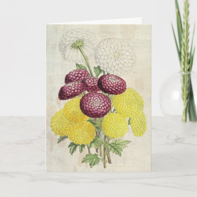 Vintage Botanical Pompon Chrysanthemums Card (Front)