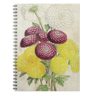 Vintage Botanical Pompon Chrysanthemums Notebook