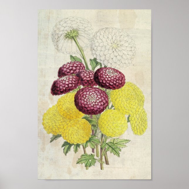 Vintage Botanical Pompon Chrysanthemums Poster (Front)
